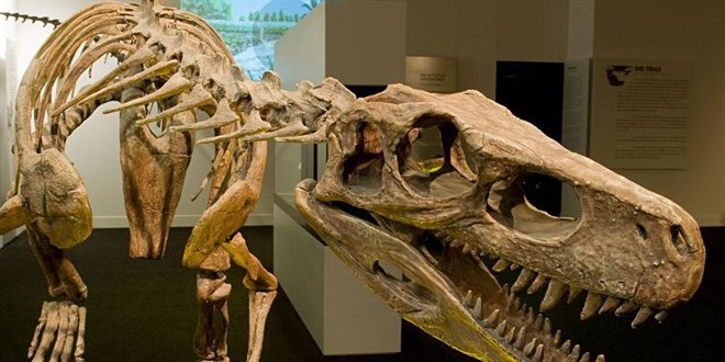 Araştırmaya göre dünyada 2,5 milyar T-rex dinozor türü yaşamış olduğu tahmin ediliyor