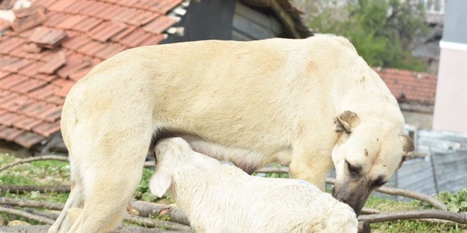 Çoban köpeği, kuzuya süt anneliği yapıyor