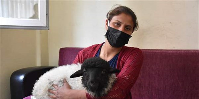 Kuzusu hastalanan vatanda veteriner bulamaynca hastaneye gitti