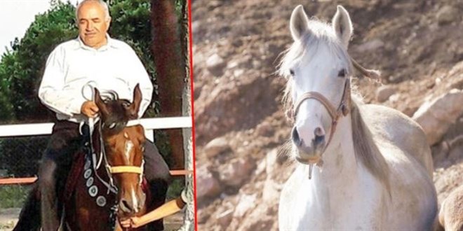 Kayıp atların akıbeti belli oldu