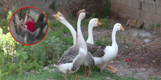 Beslediği kazların saldırısına uğradı: O anlar kamerada