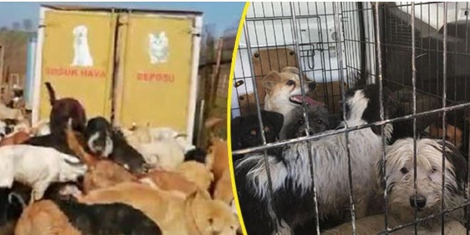 Bakımsız bıraktıkları 250 köpek için yardım kampanyası düzenlemişler