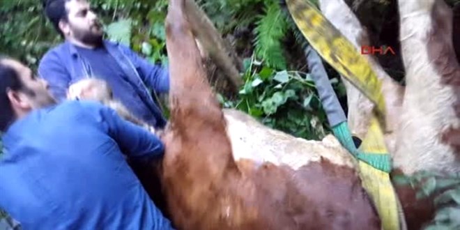 Kocaeli'de uçuruma yuvarlanan inek kemerli sedye yardımıyla kurtarıldı