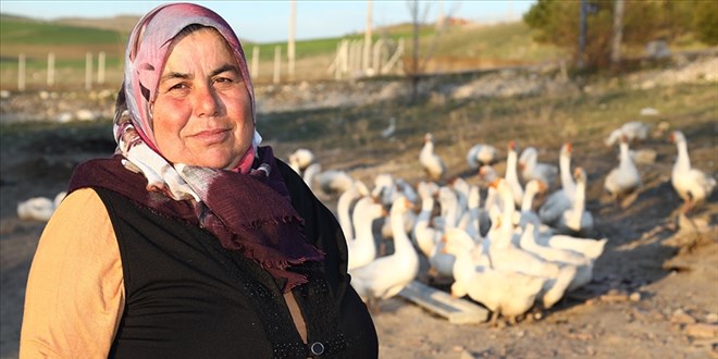 Hobi amaçlı aldığı 12 civcivle bir yılda kaz çiftliği sahibi oldu