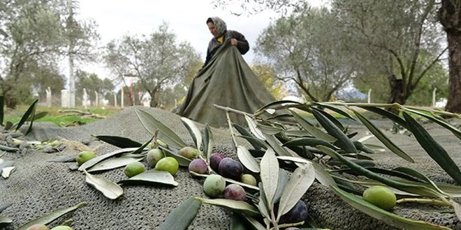 'Zeytin yaprağı çayı koronavirüs tedavisinde umut oldu'