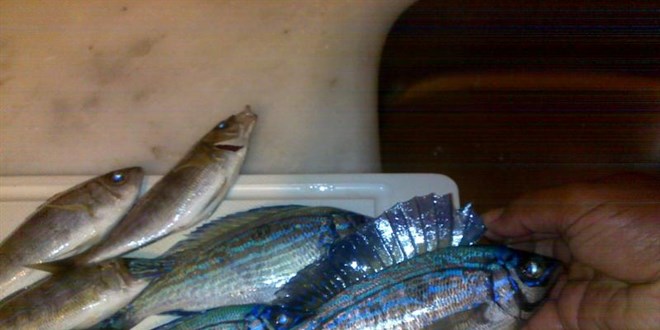 Bal�k�� tezgahlar�n�n yeni g�zdesi menek�e bal��� oldu