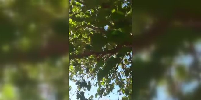Sahibinin ağaçtaki kediyi Ege şivesiyle kurtarma çabası, gülümsetti
