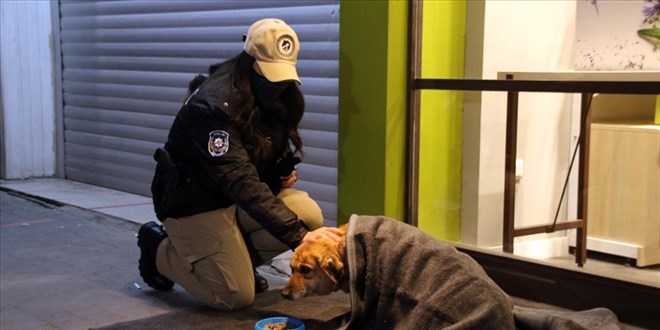 Uşak'ta polis ekipleri, tam kapanmada sokak hayvanlarını besledi