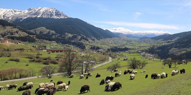 'Sakin �ehir' �av�at'ta ilkbaharla birlikte tabiat canland�