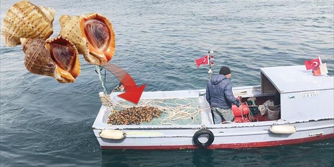Japon Denizi'nden geldi! Kansere çare, gençlik iksiri