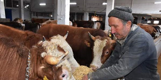 Çoban bulamayan da fındık toplamaya giden de büyükbaş hayvanını buraya bırakıyor