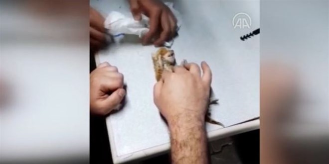 Mahalle bekçisi kalbi duran kediyi suni teneffüsle hayata döndürdü