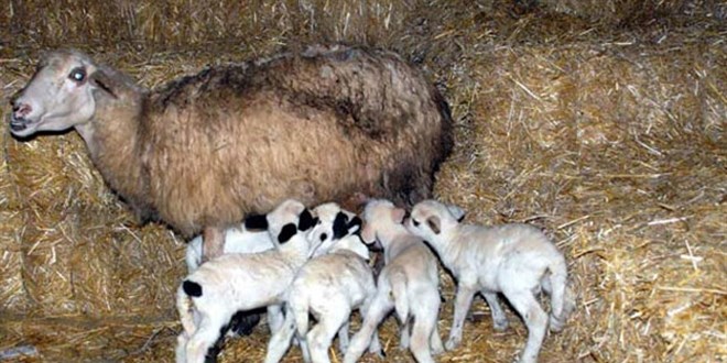 Mula'da bir koyunun tek batnda 7 kuzu dourmas artt