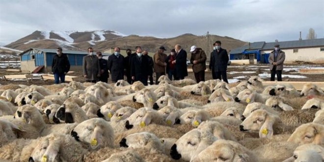 Vali, hayvanlar kurt saldrsnda telef olan besiciye 15 koyun hediye etti