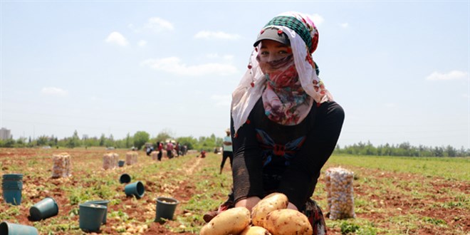 Adana'da tarım işçileri erkenci patates hasadı yapıyor