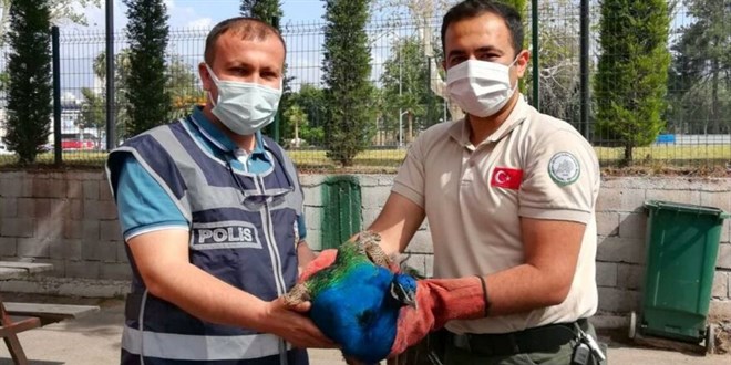 Devletin tavus kuşunu çaldılar