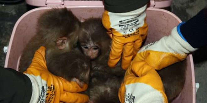Grbulak Gmrk Kaps'nda 12 yavru maymun yakaland