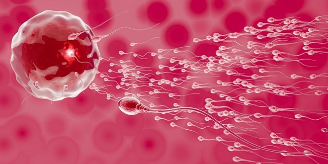 Aratrma: BioNTech - Pfizer as spermlere zarar vermiyor
