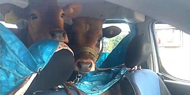 İki danasını otomobilinin arka koltuğunda yaylaya çıkardı