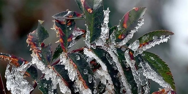 Meteorolojiden 10 ilimiz için zirai don uyarısı