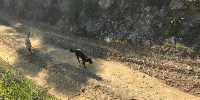 Bakıma muhtaç 17 köpeği ölüme terk eden belediyeye ceza