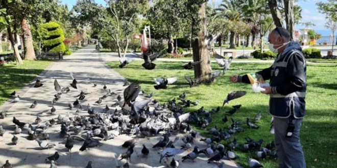 Sinop'ta a kalan gvercinleri polisler besledi