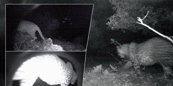 Cudi eteklerinde yok olduğu düşünülen Anadolu parsından 3 fotoğraf