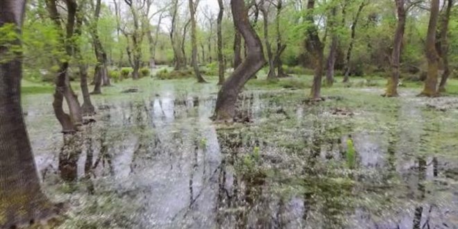 Subasar orman�nda d���n organizasyonu tepkisi