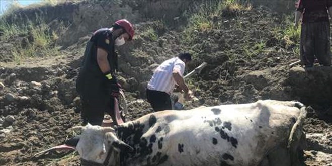Kahramanmaraş'ta bataklığa saplanan inek iş makinesiyle kurtarıldı