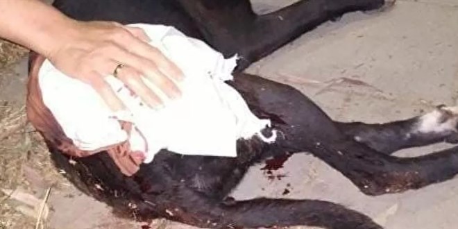 Maganda kurşunu köpeğe isabet etti: Vatandaşlar yardımına koştu