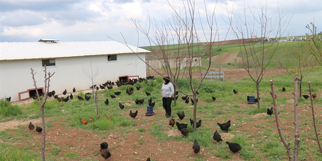 Y�llarca biriktirdi�i alt�nlar, tavuk �iftli�i sahibi oldu