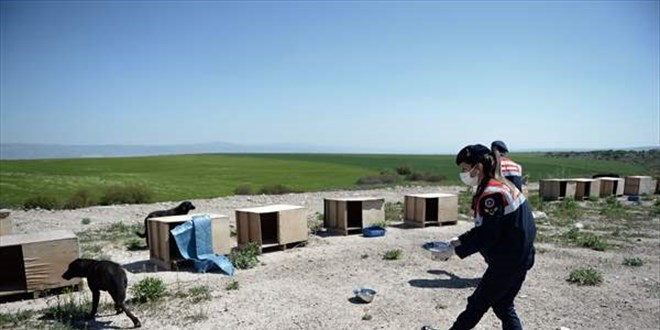 Jandarma ekipleri bayram süresince sokak hayvanlarına 5 ton mama dağıttı