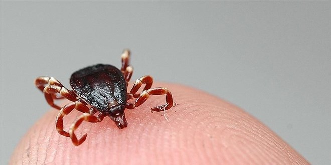 Tam kapanma sonrası doğaya çıkacaklara KKKA uyarısı