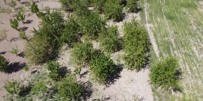 Kirazın dalında kalmasına gönlü razı olmadı, internetten 'ağaç kiralama' dönemini başlattı