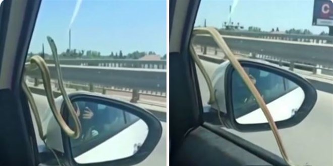 Seyir halindeyken otomobilin camındaki yılanı gördüler