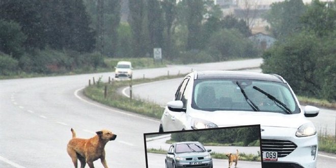 İstanbul köpekleri Kocaeli'ne atıyor