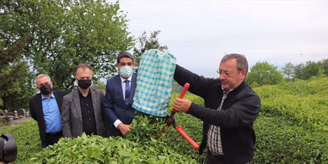 ÇAYKUR beyaz çayın kilogramını 600 liradan alacak