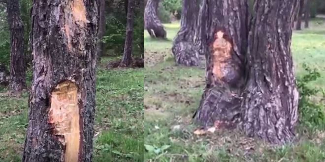 Piknikçilerin doğa katliamı kamerada