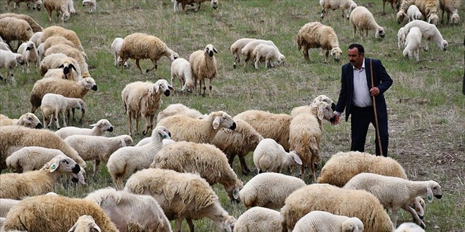 Besici, devlet desteğiyle sürüsünü 8 kat büyüttü