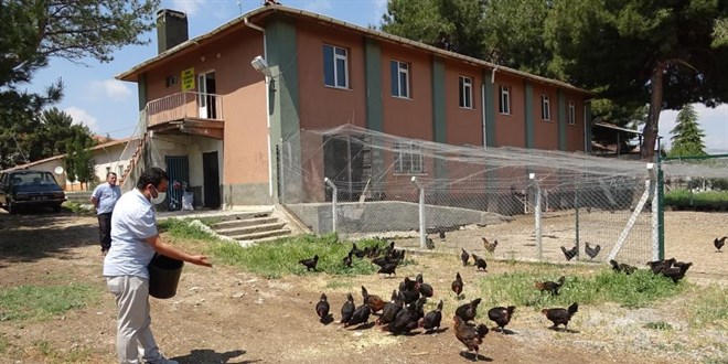 Eğitime destek için getirilen tavukların bakımlarını öğretmenler yapıyor