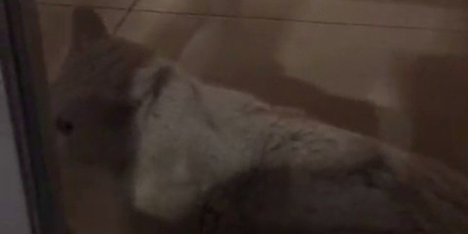Hırsızlık şüphesiyle bankaya giden polis, kedi ile karşılaştı