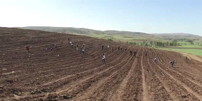 Valiliğin desteği ile Tokat lavanta kokacak