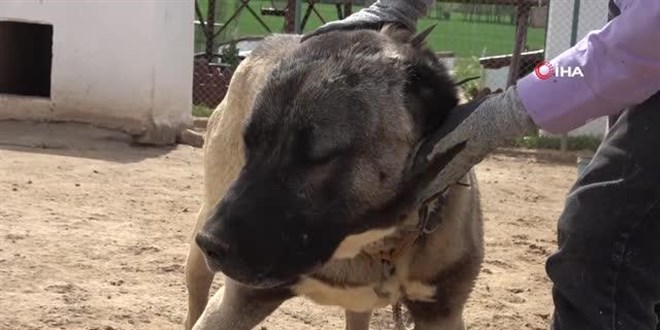 Dünyaca ünlü Kangal köpekleri şimdi de cezaevlerini koruyacak