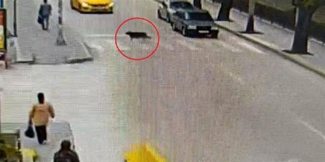 Emniyetin 'yaya geçidini kullanan köpek' paylaşımı ilgi gördü