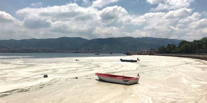 Denizlerdeki müsilajın nedeni belli oldu