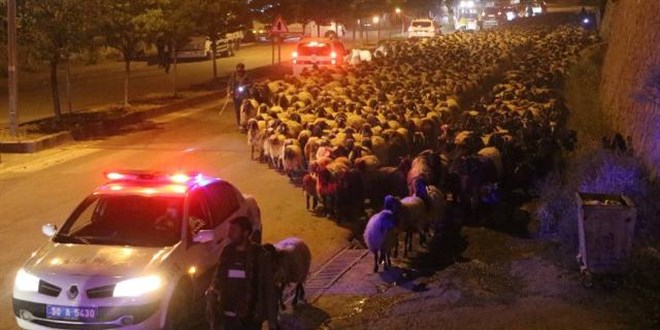 10 bin koyun trafiği aksattı, polis ekipleri devreye girdi