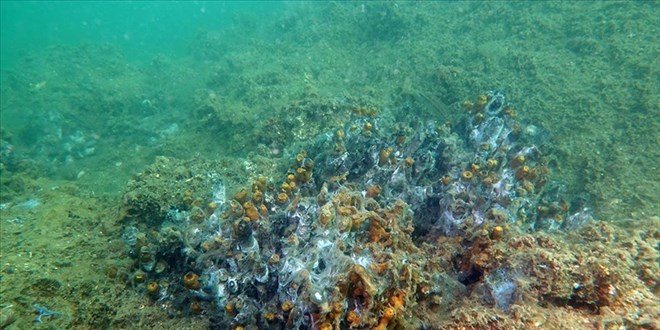 Msilaj nedeniyle snger ve mercanlar byk zarar grd