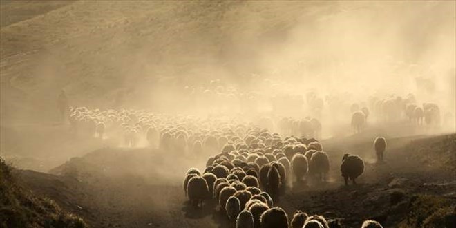 Sürülerin Nemrut Dağı'na yolculuğu başladı