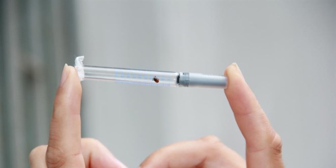 Bu hatalar �ld�rebilir: Kene �s�r�rsa bunu yapmay�n