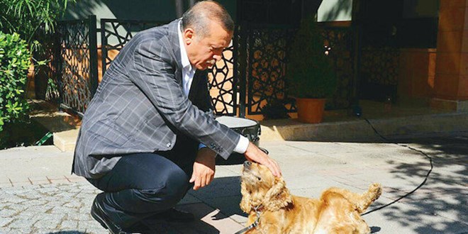 Erdoan'dan hayvan haklar talimat:  Meclis kapanmadan yasay karn